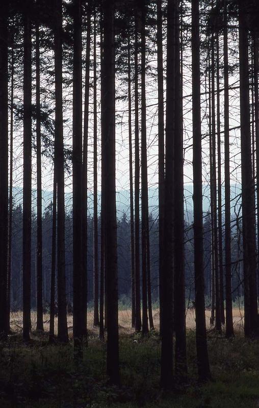 RWT 0382 381-09 Poland.jpg